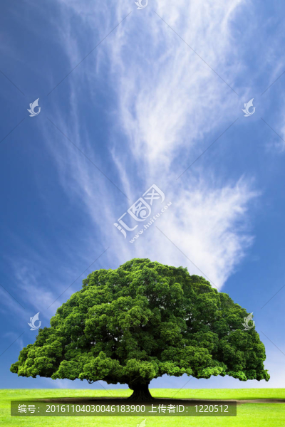 春季和夏季景觀與老樹在山和云