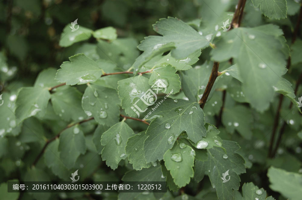 植物