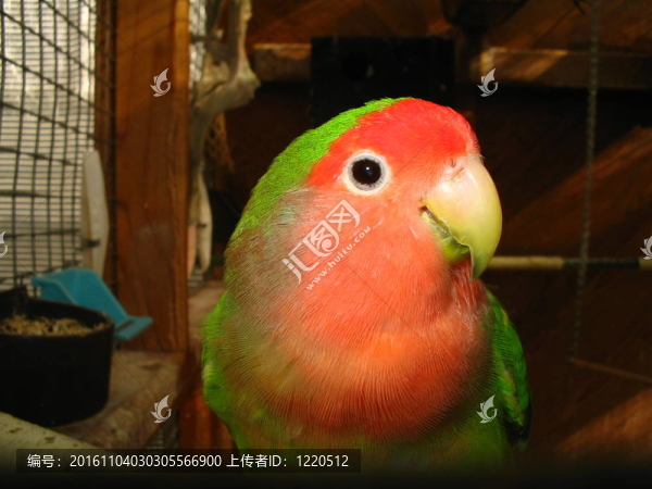 最親密的愛(ài)鳥(niǎo)