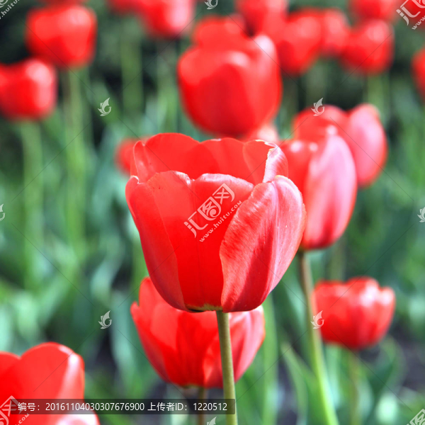 郁金香花的特寫(xiě)圖像