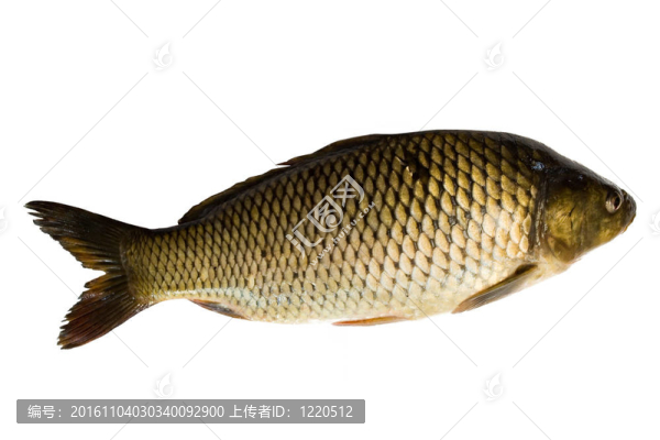 魚(yú)