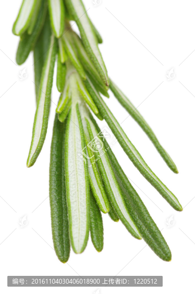 新鮮的迷迭香