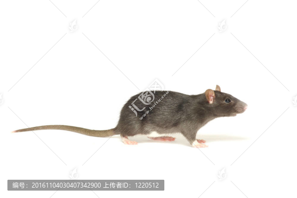 老鼠
