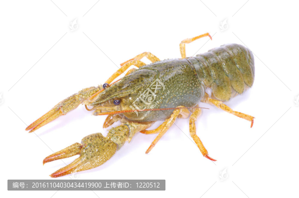 小龍蝦