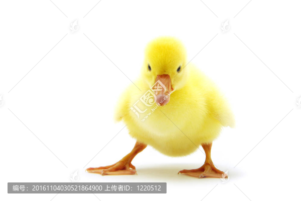 小鵝