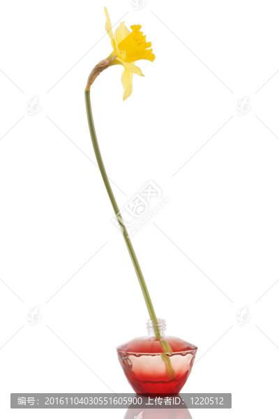 香水瓶和黃水仙的花