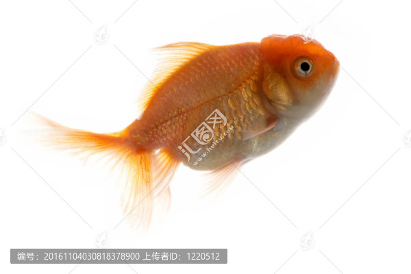金魚
