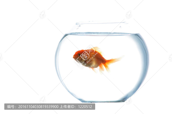 魚缸里的金魚