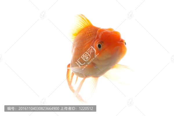 金魚