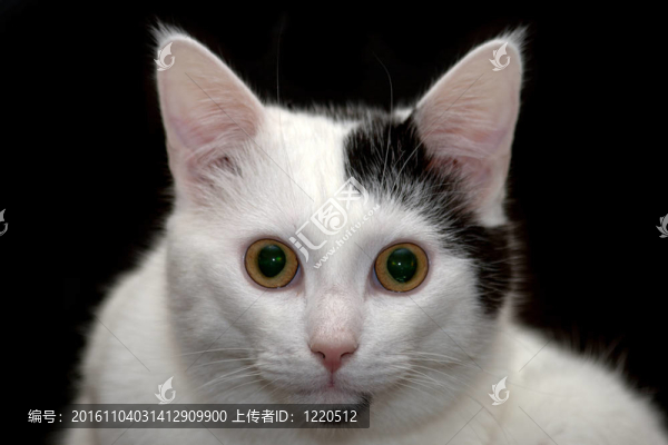 貓