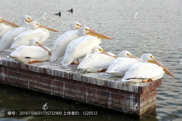 一群鵜鶘
