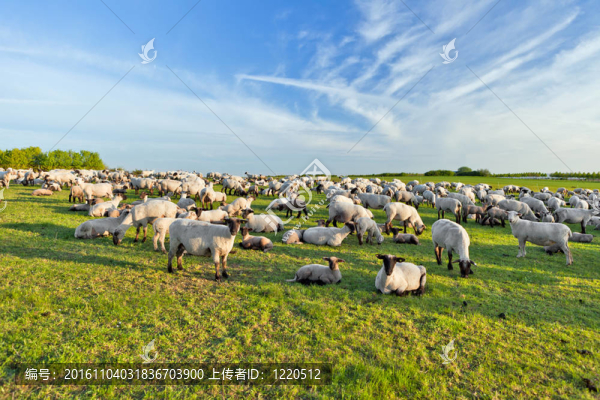 一個(gè)夏天的風(fēng)景和羊群