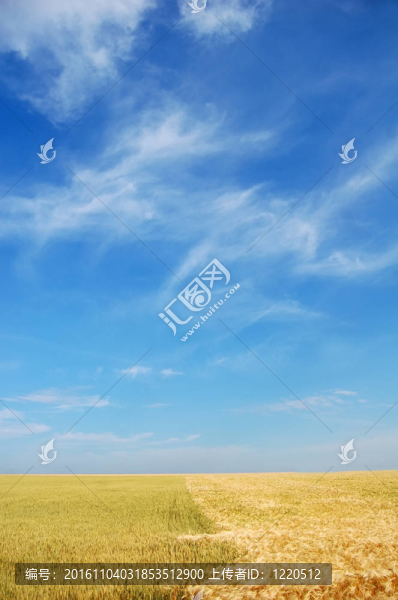 黃色麥田和藍(lán)天白云。背景。