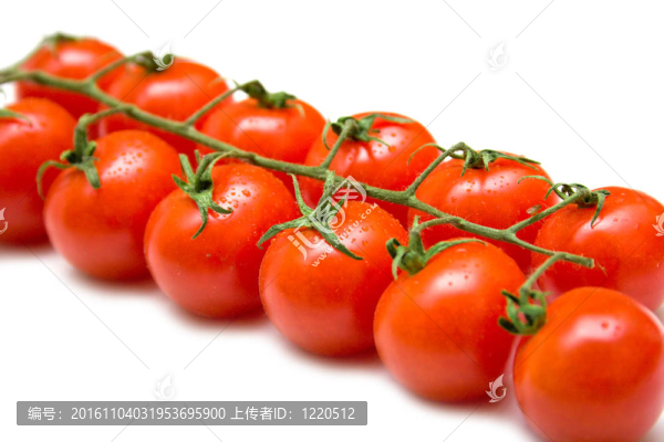 成熟的西紅柿