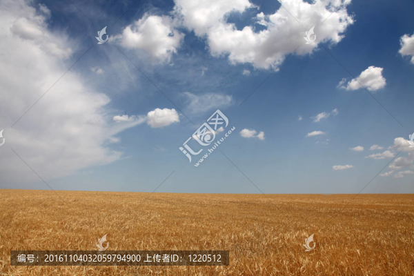黃色麥田和藍天白云。背景。