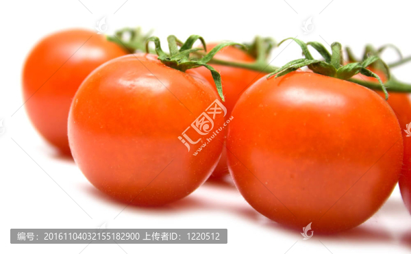 成熟的西紅柿