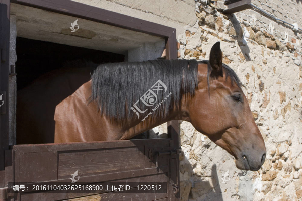 栗色的馬