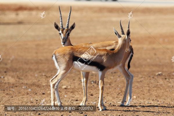 兩個(gè)優(yōu)雅的gazelle,Thomson要滿足