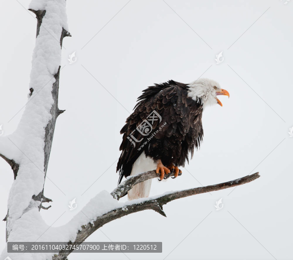 叫喊的禿鷹坐在樹枝上。