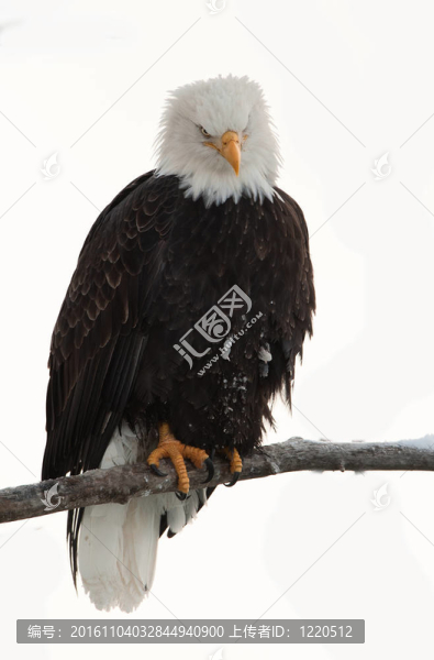 禿鷹（白頭海雕washingtoniensis）坐在一個分支。