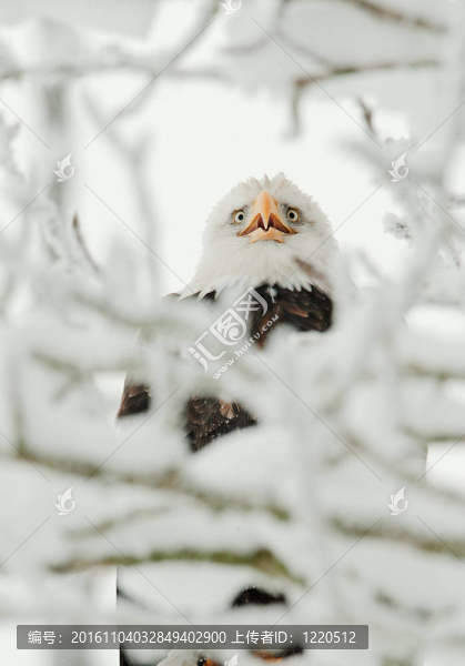 棲息在雪上的鷹