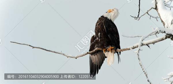棲息在樹枝上的禿頭鷹