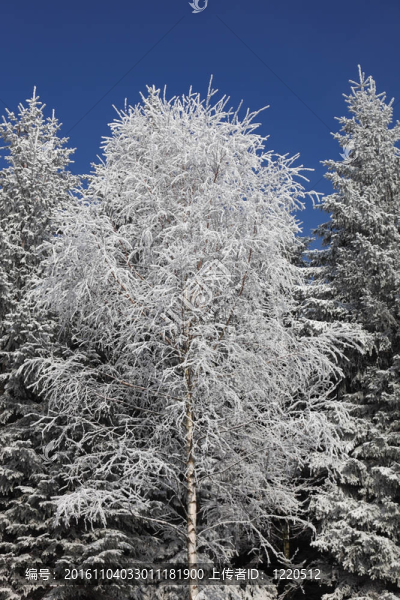 白雪覆蓋的樹