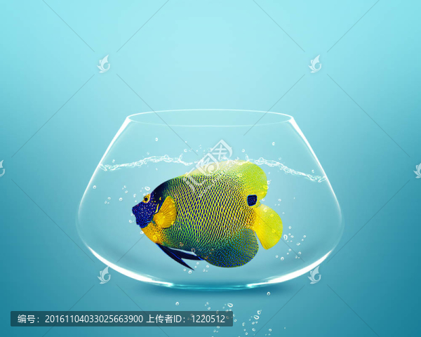 在小碗中的神仙魚