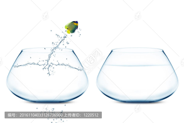 anglefish跳到大的碗
