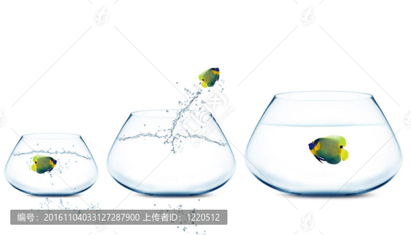 anglefish跳到大的碗
