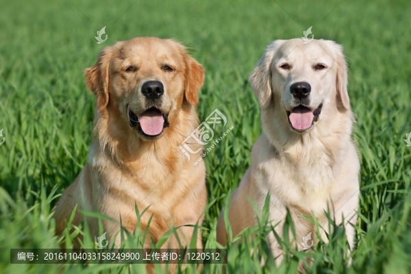 一只可愛(ài)的狗在一個(gè)綠色的田野上