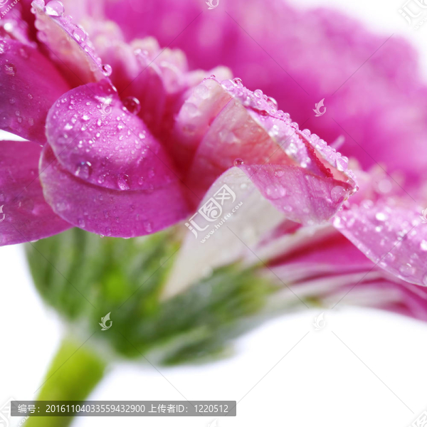 太陽花
