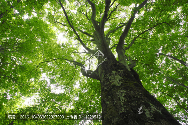 山毛櫸林