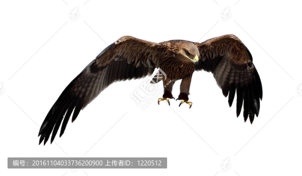 草原雄鷹。（Aquila,rapax）