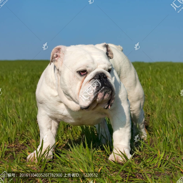 雄性的英國斗牛犬