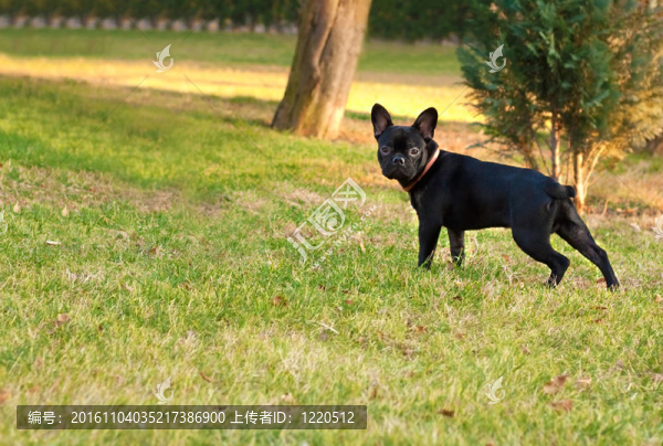 法國(guó)斗牛犬