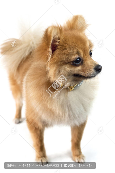 可愛的博美犬在白