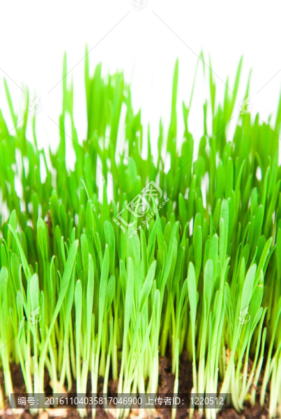一種年輕的綠色草的芽