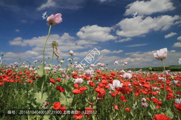 罌粟的田野
