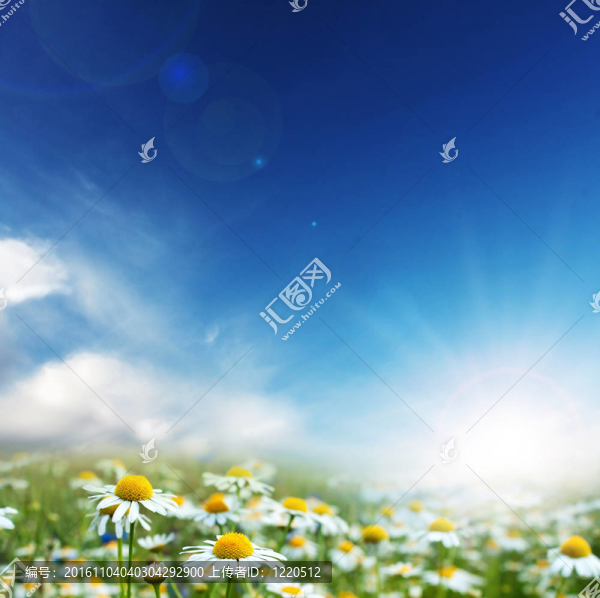雛菊花