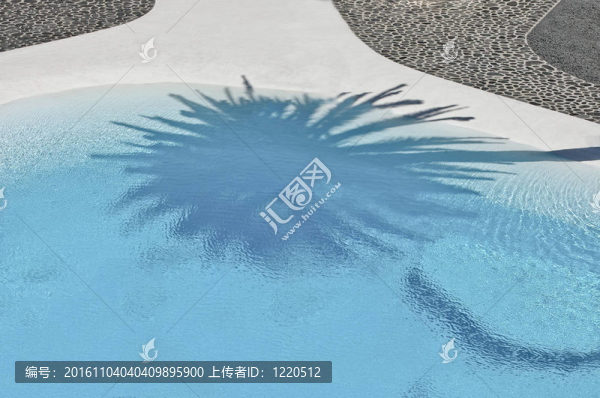棕櫚樹ghadow