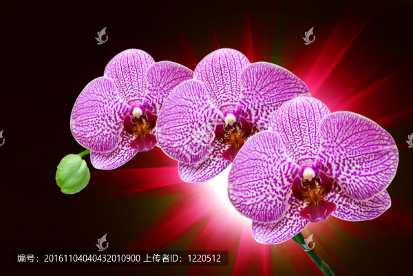 蘭花花的特寫