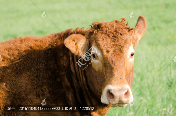 布朗牛