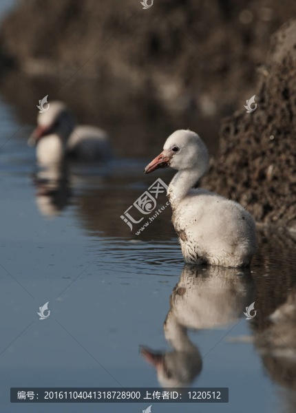 加勒比火烈鳥鳥寶寶。
