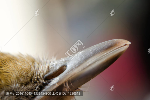喙