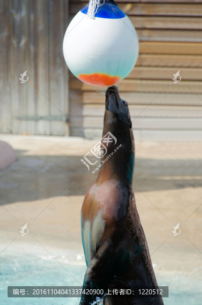 鼻子上有球的海豹