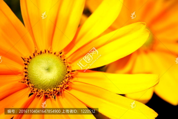 黃色的雛菊