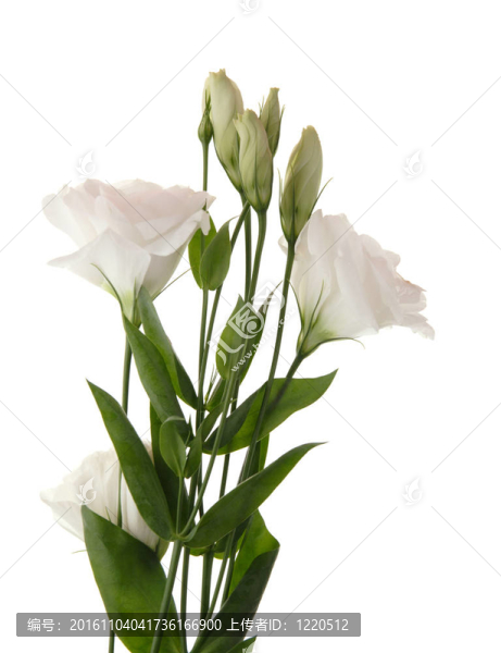 白桔梗花；頂部的芽