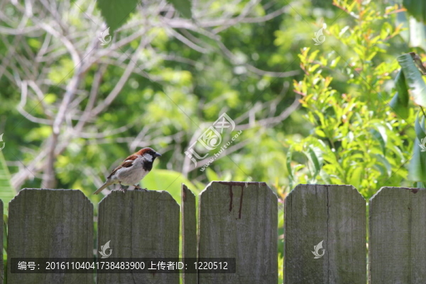 木籬笆上的鳥