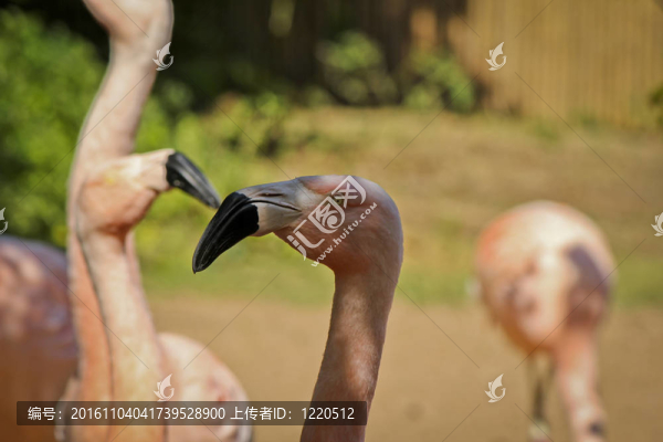 火烈鳥